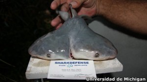 130327112404_two_headed_shark_304x171_universidaddemichigan