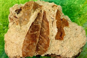 E99267A3-9C7C-4527-A46C-4F759B46493A.jpg__460__390__CROPz0x460y390