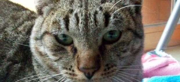 gato