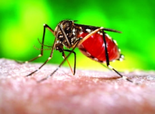 chikungunya