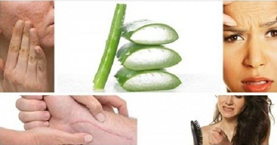 Aloe