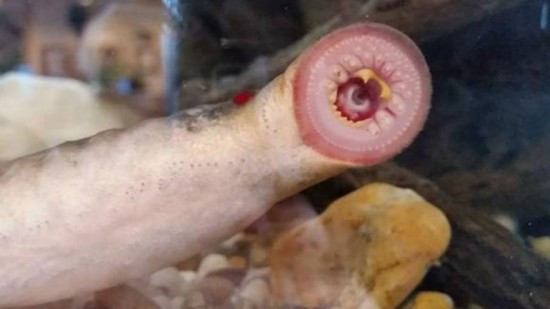 Peces-vampiros