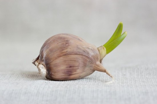Tiras-el-ajo-germinado-a-la-basura-Mira-lo-que-te-estas-perdiendo
